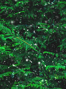 绿色杉木树冬季圣诞节背景