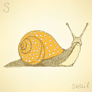在复古风格素描花式 snaill