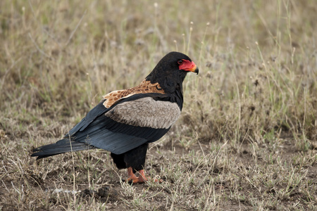 bateleur，terathopius ecaudatus，t 的塞伦盖蒂国家公园