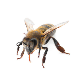 美丽的蜜蜂在白色背景。驯养昆虫