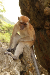 坐在一块岩石的猿
