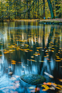 冷静, 安静的心情在秋季公园。森林湖泊, 五彩缤纷的秋长曝光。叶子在水表面