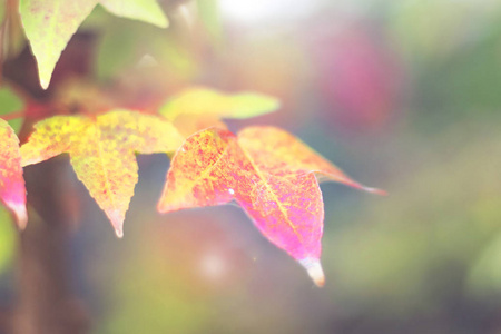 季节概念 红色枫叶在秋天季节与蓝天模糊的背景