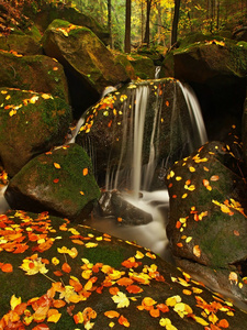 绿白色自然公园：湿润的树叶影中的华美石头反射