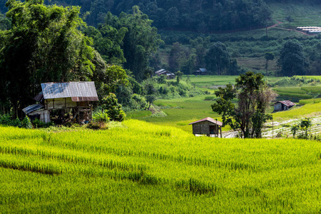 泰国清迈山上的稻田
