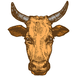母牛, 公牛头与垫铁国内动物墨水速写手绘插图在白色背景插图上隔离