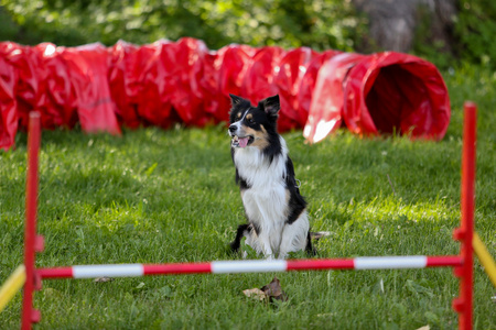 边境牧羊犬