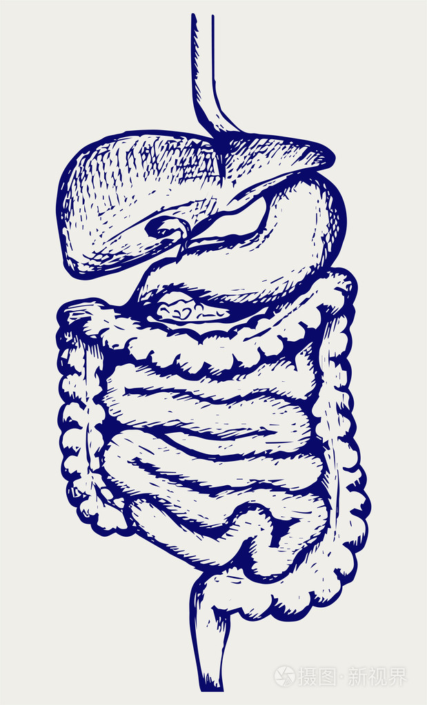 内部人体消化系统插画-正版商用图片0a7ohk-摄图新视界