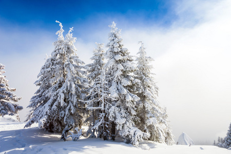 白雪覆盖下的松树