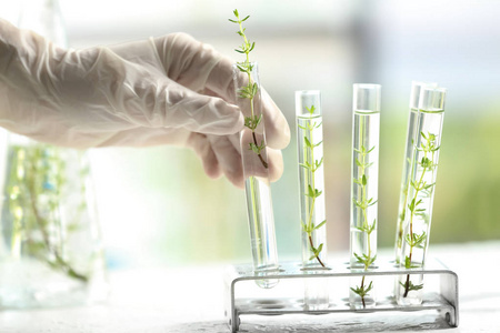 实验室工作人员从支架上取植物试管照片