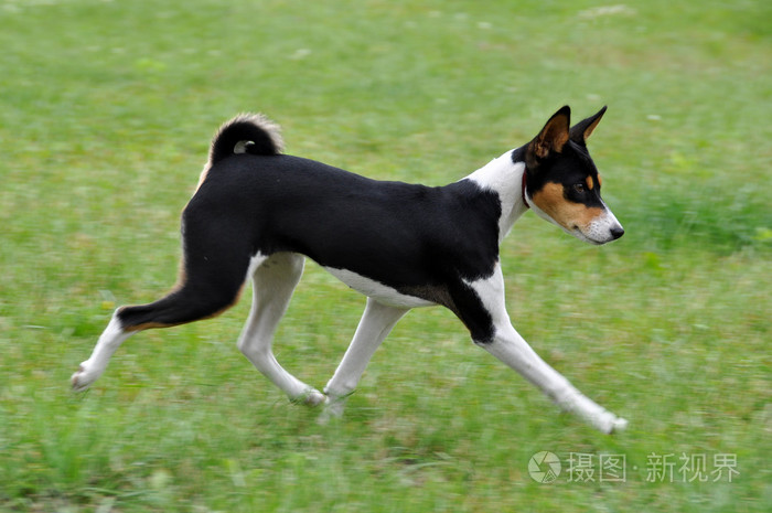 三色犬