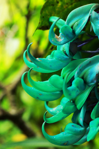 newguinea 履带板绿色花