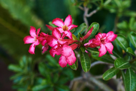 关闭沙漠玫瑰 粉红色 adenium 热带花卉。令人惊叹的背景与热带 flovers 在自然模糊的绿色叶子背景。夏天绽放明亮