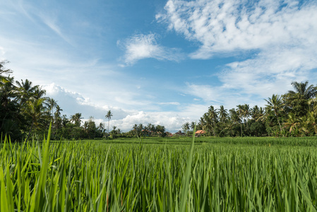 在巴厘岛的稻田