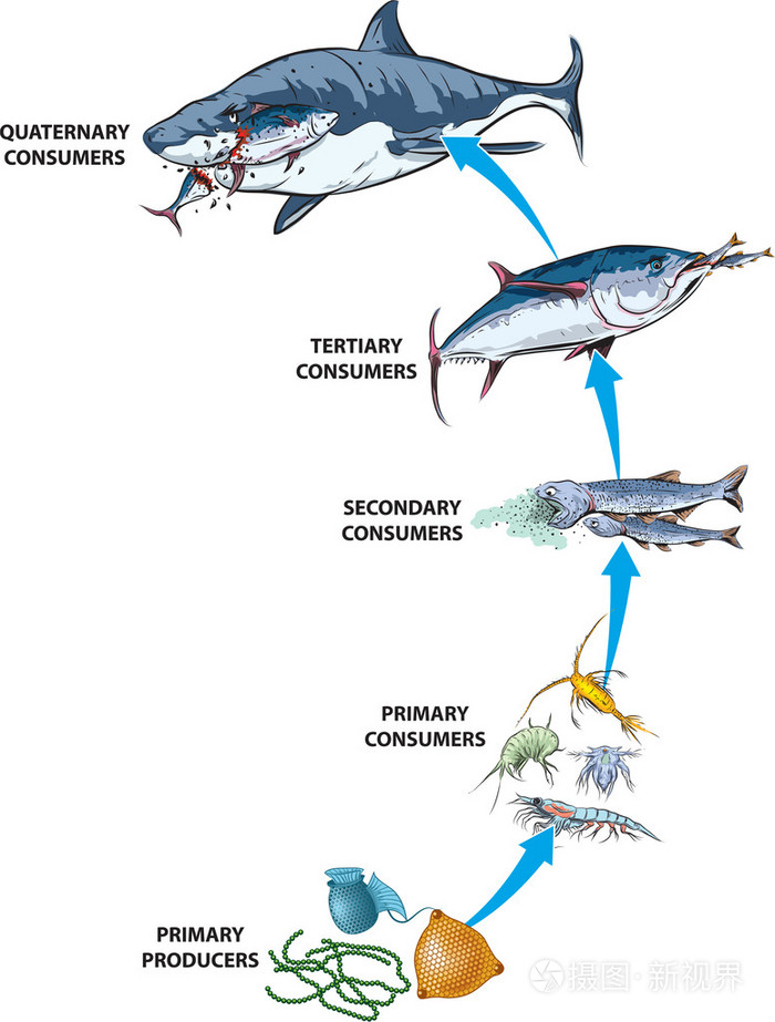 海洋生物链简笔画图片