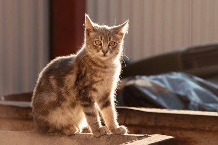 一只灰色的流浪猫坐在阳光下的铁骨灰盒上。无家可归的动物。毛茸茸的猫。丢弃的宠物
