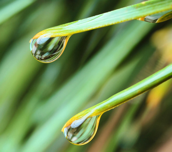 水滴在绿草地上