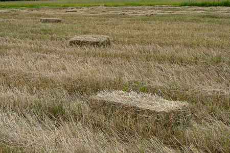 水稻干稻草景观的研究与应用