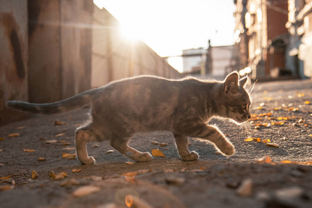 灰色的孤独的猫在秋天偷偷沿街