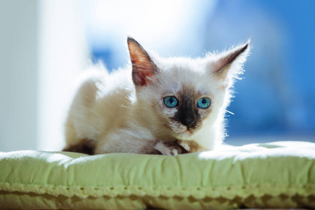 泰国的小猫在太阳的光线下繁殖。蓝色的眼睛在白色背景的滑稽猫