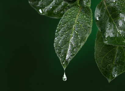 与水下降的鲜叶。自然背景