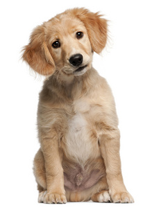 混合品种的小狗，12 周老，坐在前面的白色背景