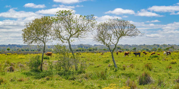 在马尔多纳多的土著公园阳光明媚的天草甸场景, 乌拉圭