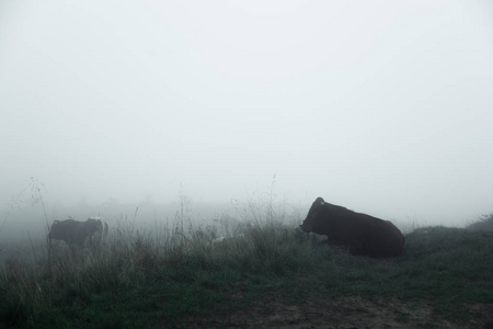 群山笼罩着浓雾, 一群公牛擦伤