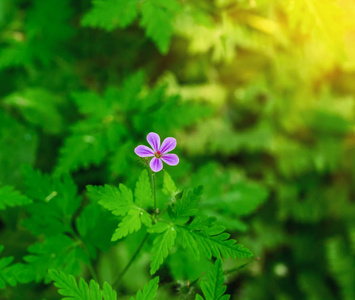 绿色背景叶子的小紫色森林花