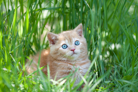 可爱的小猫坐在草地上