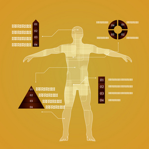 医学信息图表。人体的图解说明