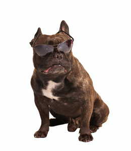 小斗牛犬戴太阳眼镜