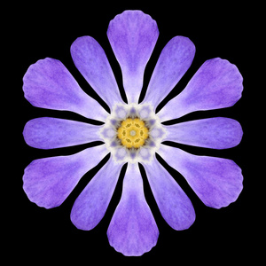 孤立在黑色的紫色的小花曼陀罗万花筒照片