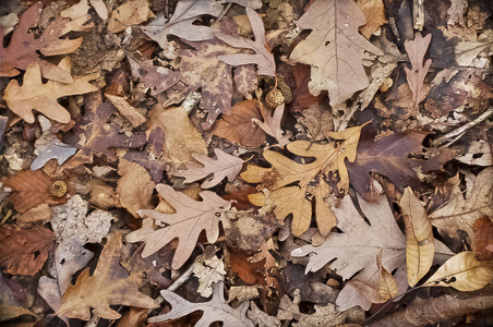 秋天橡木叶子在地上