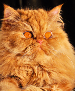 可爱的红色波斯猫肖像与大橙色的眼睛