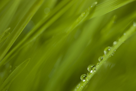 露水的草地上