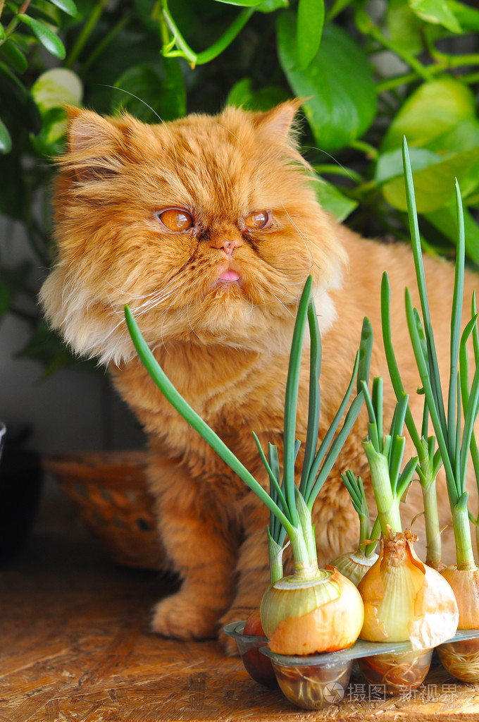 有趣的红猫和洋葱