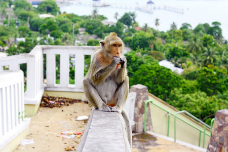 猴子吃水果在泰语中