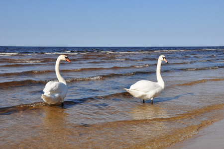 对在波罗的海上的白色天鹅