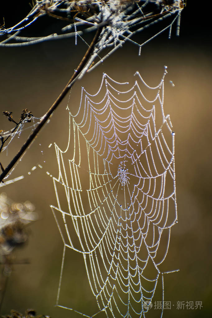 蜘蛛网特写黎明时分太阳光线下的蜘蛛网