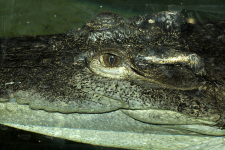 肖像暹罗鳄鱼, 鳄鱼报是罕见的性质