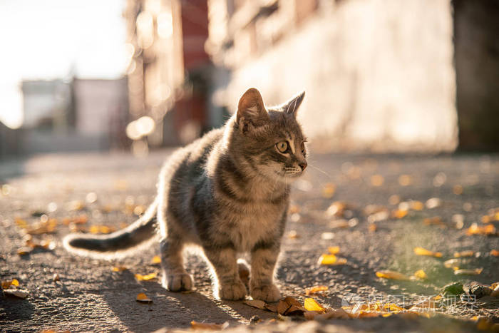 灰色的流浪猫在阳光下看着街道