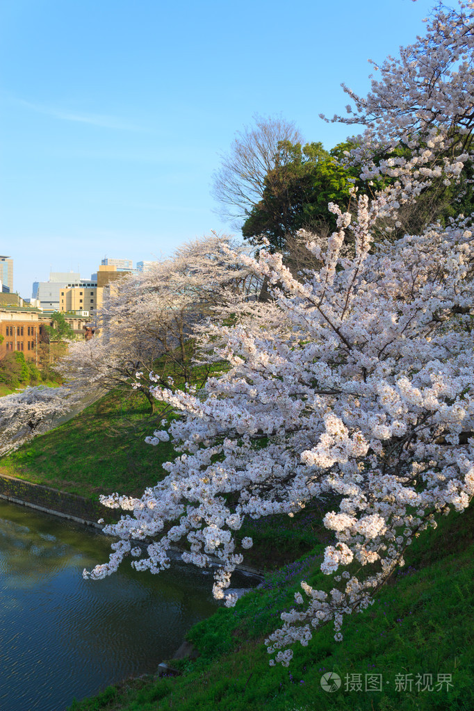 在日本在东京的樱花