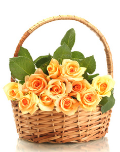 束美丽的玫瑰在篮子上白色隔离图片
