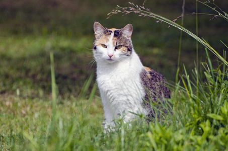 年轻的小猫在夏天花园里的草