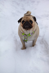 狗在冬天散步。帕格站在白雪上
