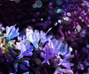 灌木，花紫色