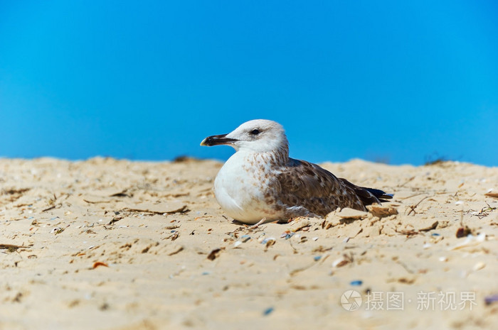 年轻的海鸥鸟休息在海边的沙