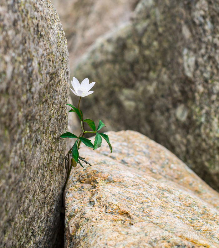 岩石间花