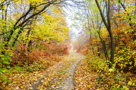 秋天森林里五颜六色的树叶, 落叶的颜色。秋季森林景观